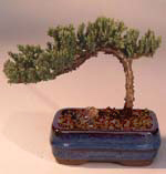 Juniper Bonsai Tree - Small