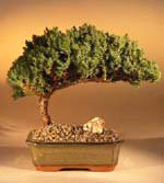 Medium Juniper Bonsai Tree