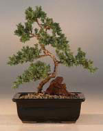 Karate Kid Bonsai Tree