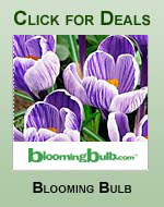 Flower Bulbs & Plants