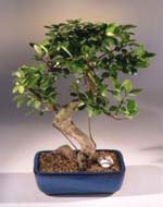 Ficus Refusa Bonsai Tree