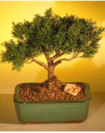 Shimpaku Bonsai Tree