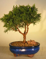Small Shimpaku Bonsai Tree