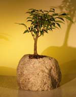 Ficus Bonsai in Lava Rock