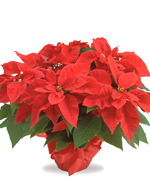 Christmas Poinsettia