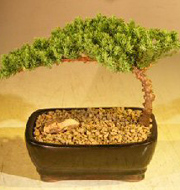 LSmall Juniper Bonsai Tree