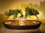 Doulbe Bonsai Planter