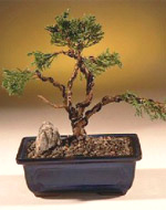 Trained Shimpaku bonsai Tree