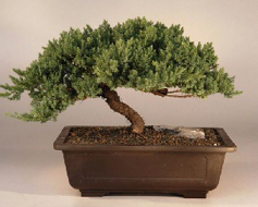 Windswept Bonsai Tree