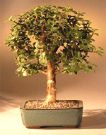 Baby Jade Bonsai Tree - Medium  Portulacaria Afra