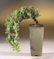 Cascade Style Juniper Bonsai Tree