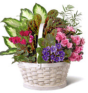 FTD Peaceful Garden Planter