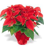 Red Poinsettia