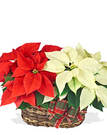 Twin Poinsettia Basket