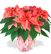 Pink Poinsettia Plant
