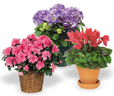 Deluxe Indoor Blooming Plant