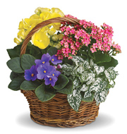 Spring Has Sprung Planter Basket
