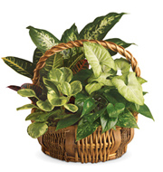 Emerald Garden Planter Basket
