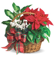 Home for the Holidays!