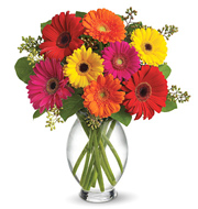Gerbera Brights Bouquet