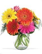 Gerbera Daisies Vase