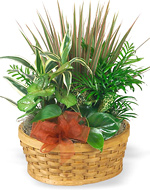 Medium Planter Basket