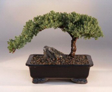 Karate Kid Bonsai Tree