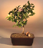 Preserved Upright Juniper Bonsai Tree