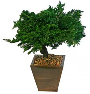 Monterey Juniper Bonsai Tree