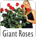 The Ultimate Rose